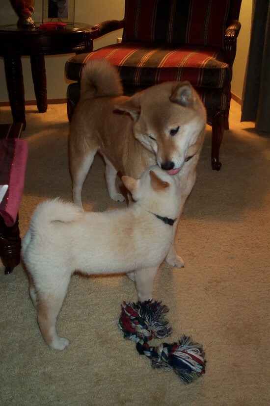 开云体育下载-双雄记，当老鹰险胜广东队，欧文于抢七夜接管比赛